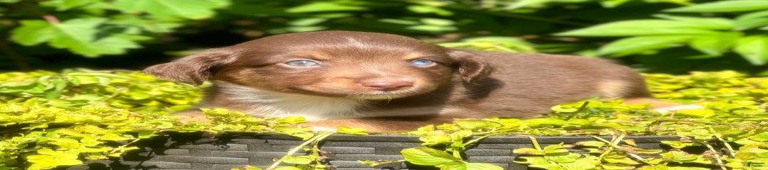 Cinnamon