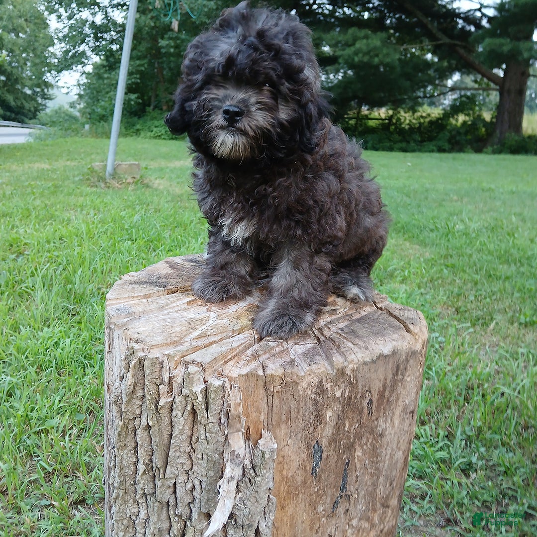 Shihpoo dogs for sale: Chucky - Image 7