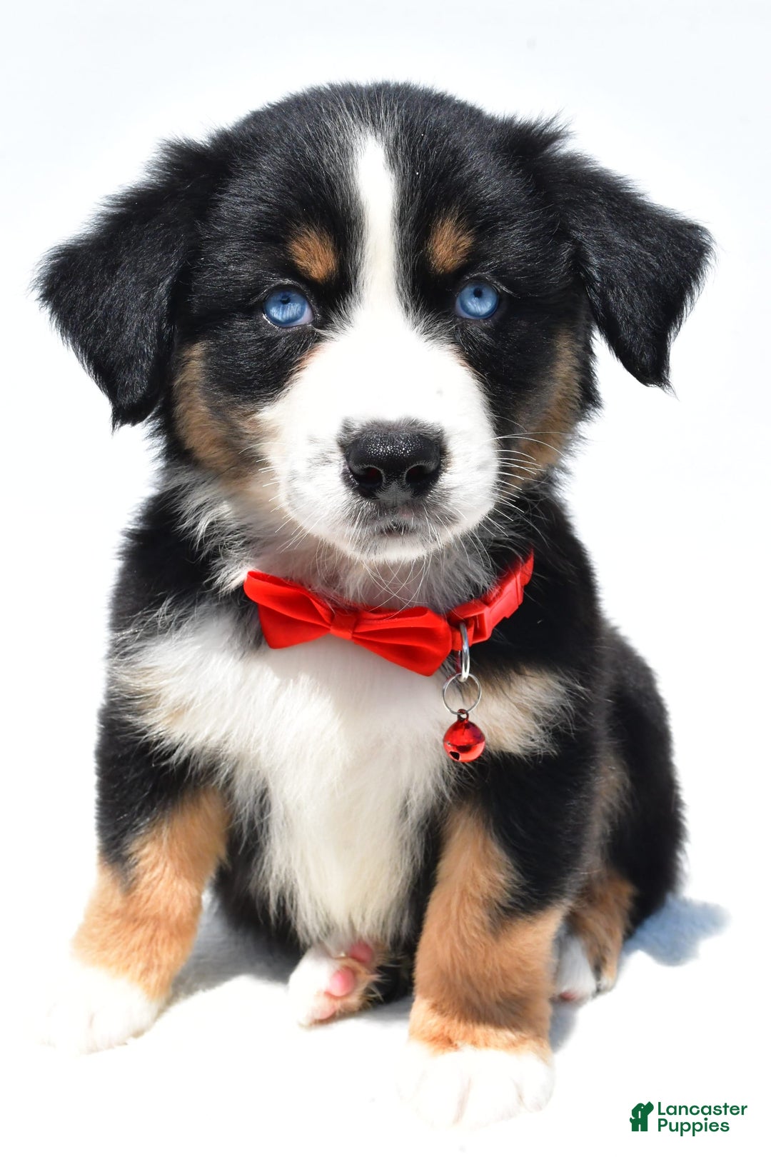 Australian Shepherd dogs for sale: Kyle - Image 1