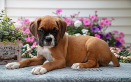 Boxer dogs for sale: Sunny - Image 2