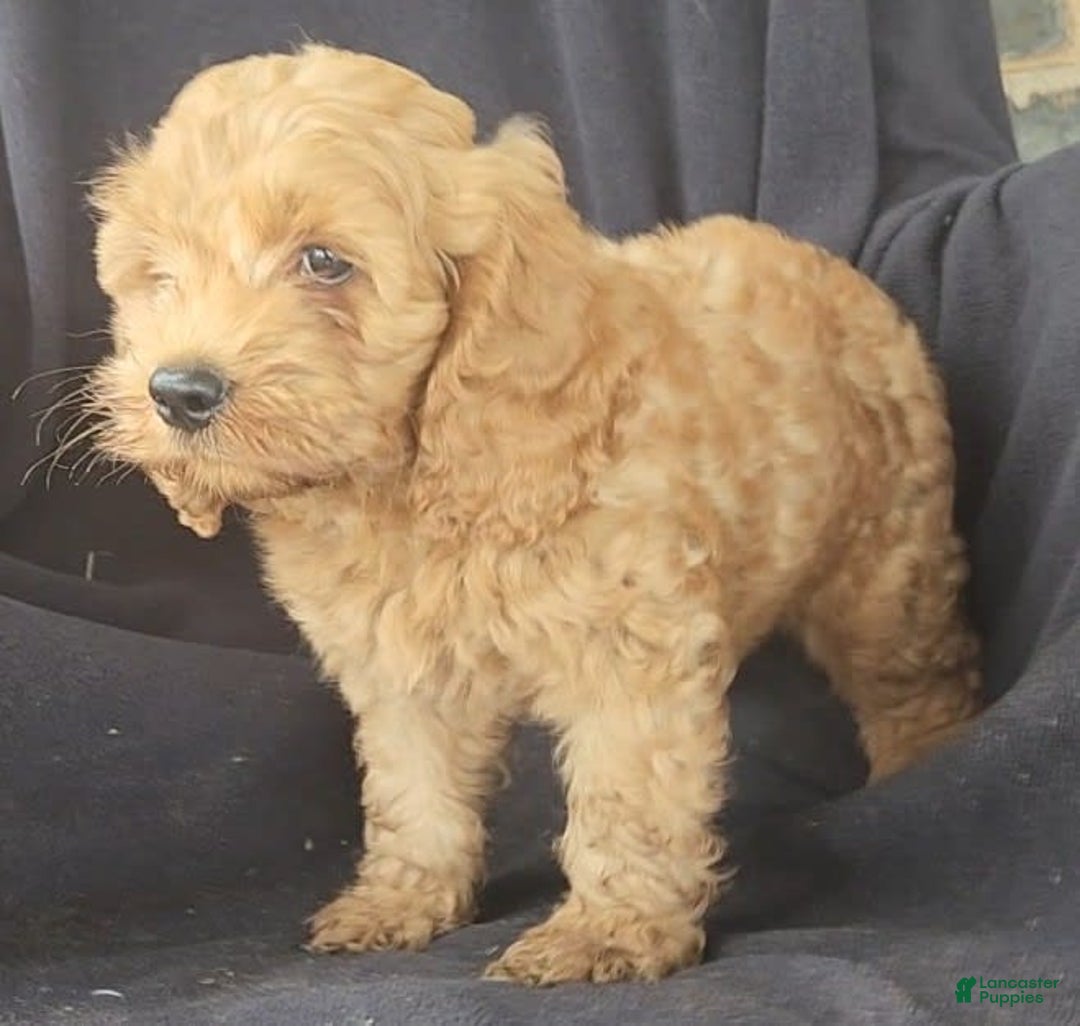 Cockapoo dogs for sale: Ben - Image 2