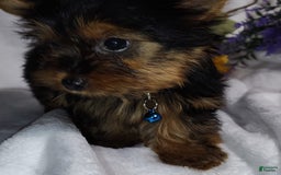 Yorkshire Terrier dogs for sale: Shep - Image 3