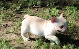French Bulldog dogs for sale: Melanie - Image 5