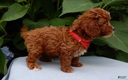 Cavapoo dogs for sale: Finn - Image 6