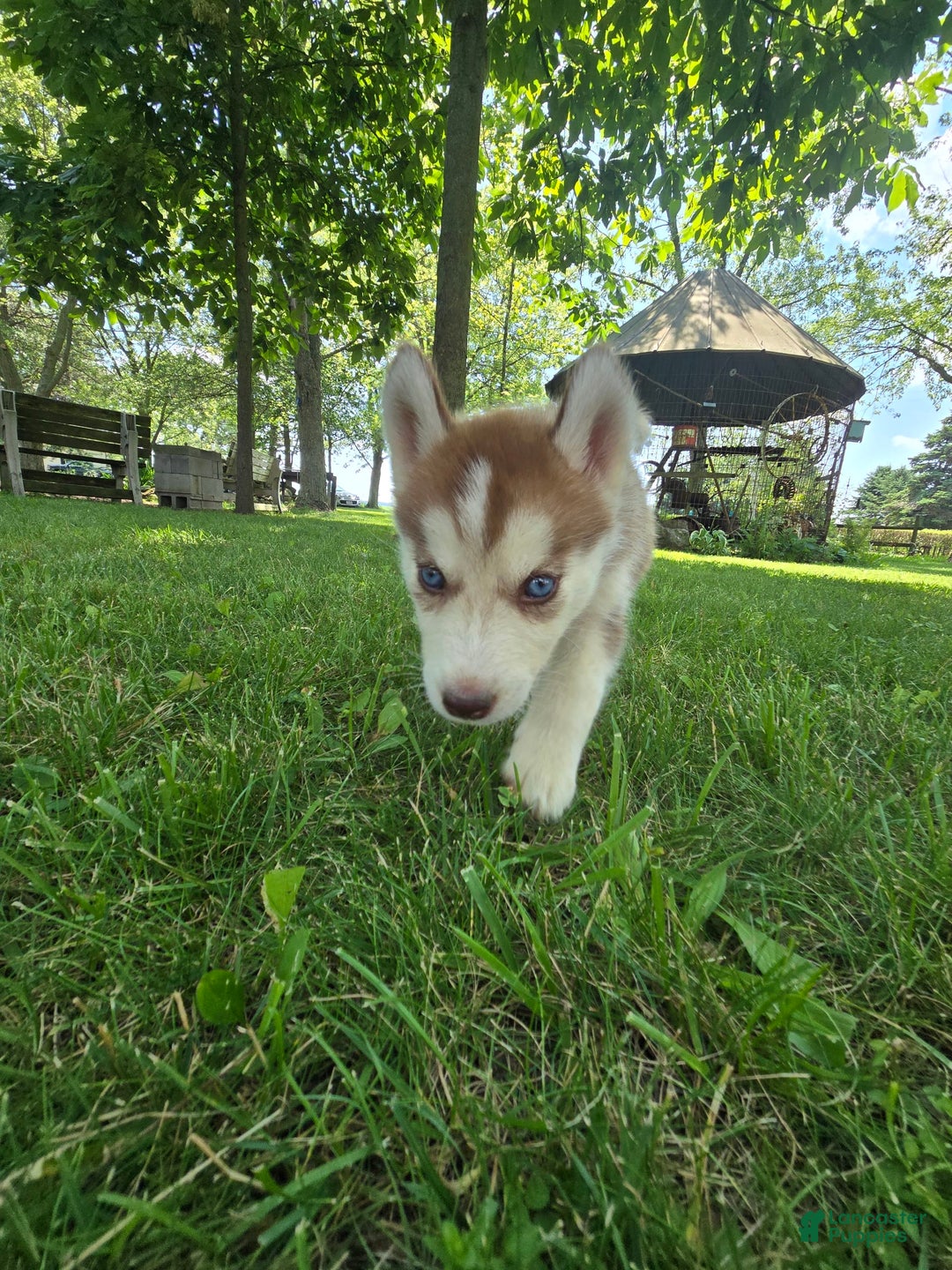 Siberian Husky dogs for sale: Lily - Image 6