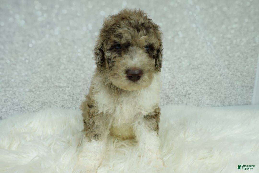 Newfypoo dogs for sale: Archie F1b - Image 5