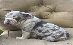 English Bulldog dogs for sale: Iceman - Image 11