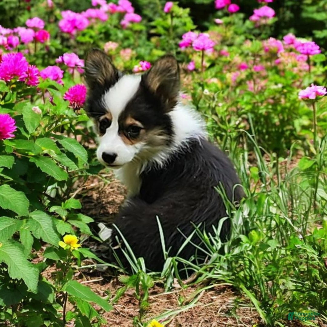 Welsh Corgi Pembroke dogs for sale: Tucker Fluffy - Image 25