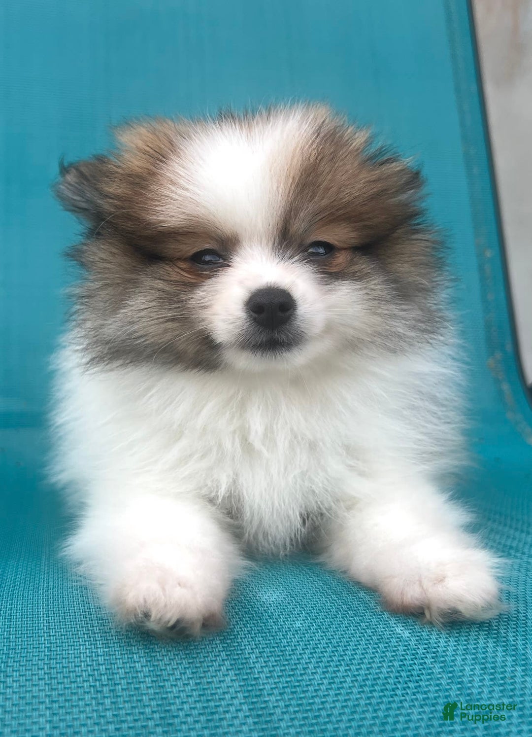 Pomeranian dogs for sale: Rollie - Image 5