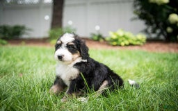 Bernedoodle dogs for sale: Bubbles - Image 15