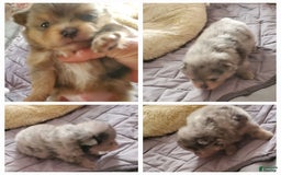 Pomeranian dogs for sale: Buzz - Image 13