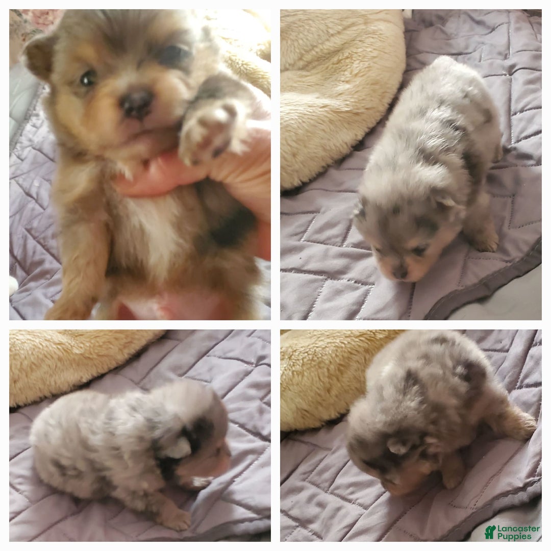 Pomeranian dogs for sale: Buzz - Image 13