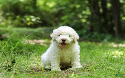 Lagotto Romagnolo dogs for sale: Fabio - Image 9