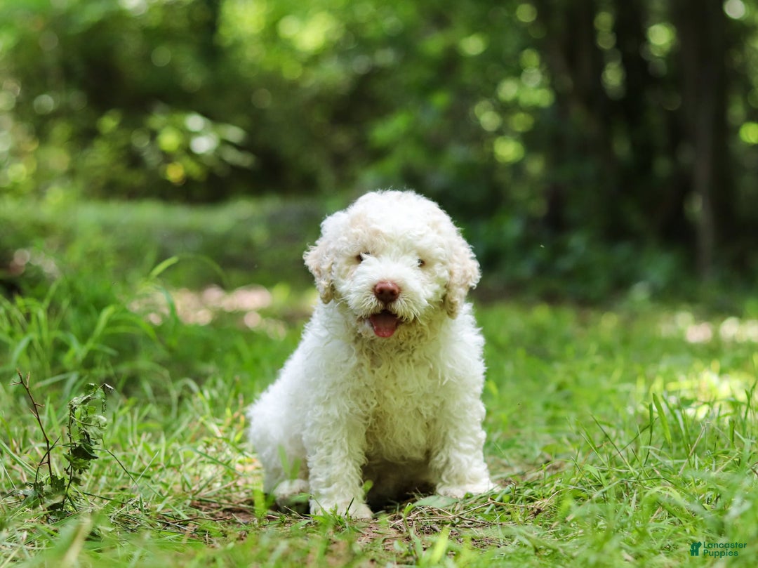 Lagotto Romagnolo dogs for sale: Fabio - Image 9