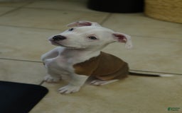 American Bully dogs for sale: White Boy - Image 6