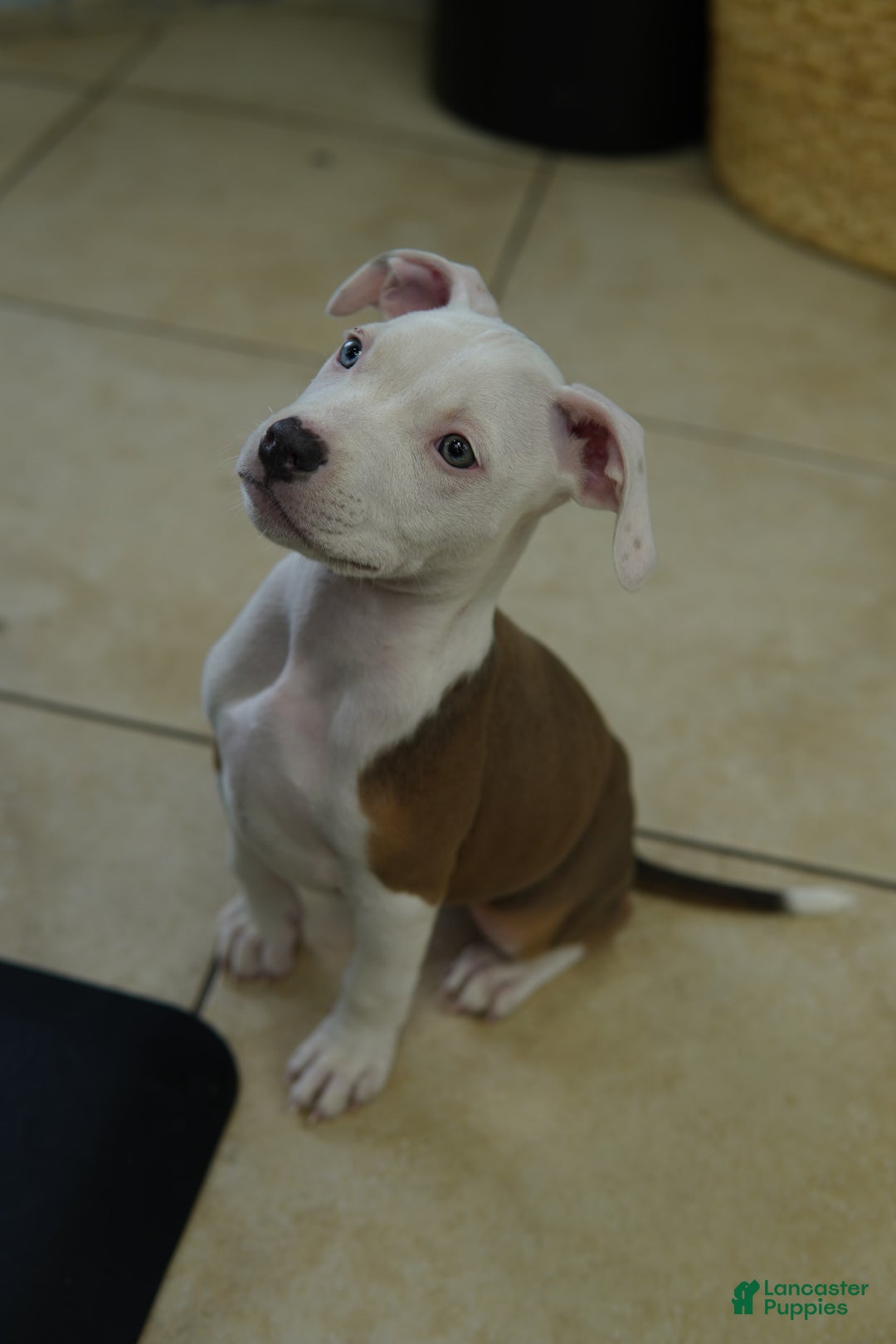 American Bully dogs for sale: White Boy - Image 6
