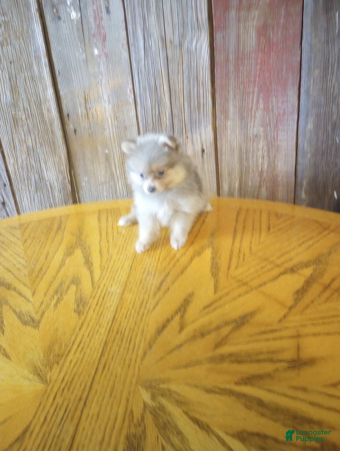 Pomeranian dogs for sale: Diana - Image 2
