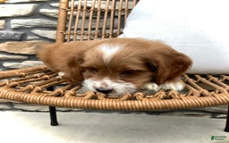 Cockapoo dogs for sale: Jake - Image 10