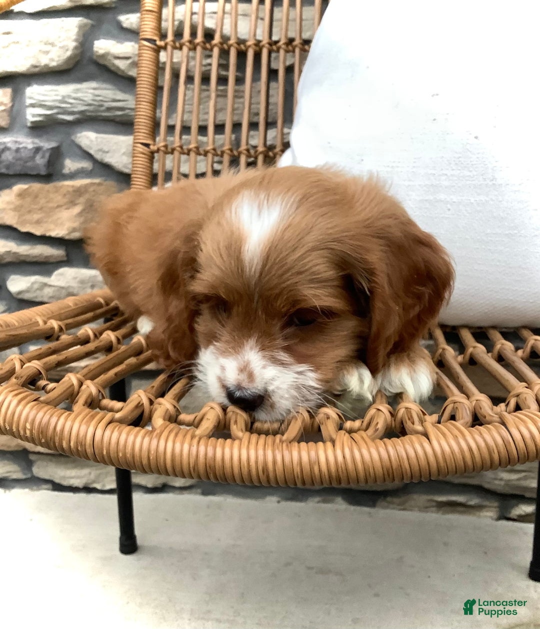 Cockapoo dogs for sale: Jake - Image 10