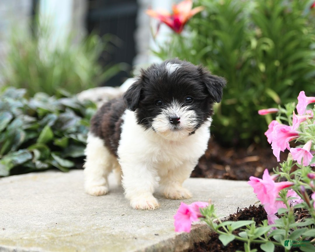 Malshi dogs for sale: Cookies N Cream - Image 10