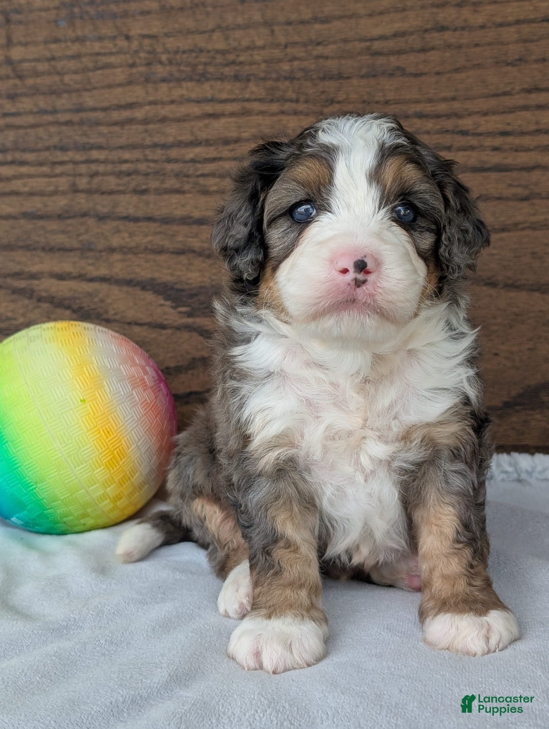 Mini Bernedoodle dogs for sale: Bluey - Image 15