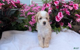 Mini Aussiedoodle dogs for sale: Rover - Image 5