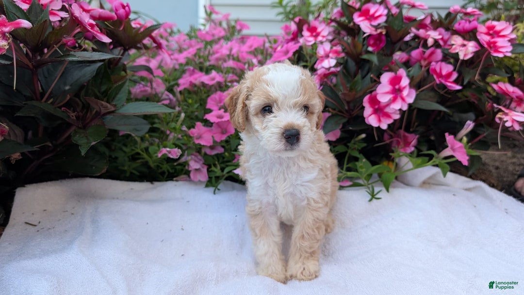 Mini Aussiedoodle dogs for sale: Rover - Image 5