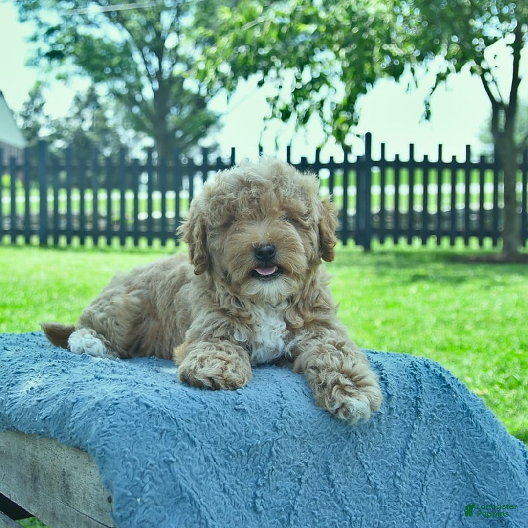 Mini Goldendoodle dogs for sale: Zorro - Image 8