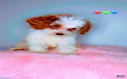 Miniature Poodle dogs for sale: Teddy Riley - Image 1