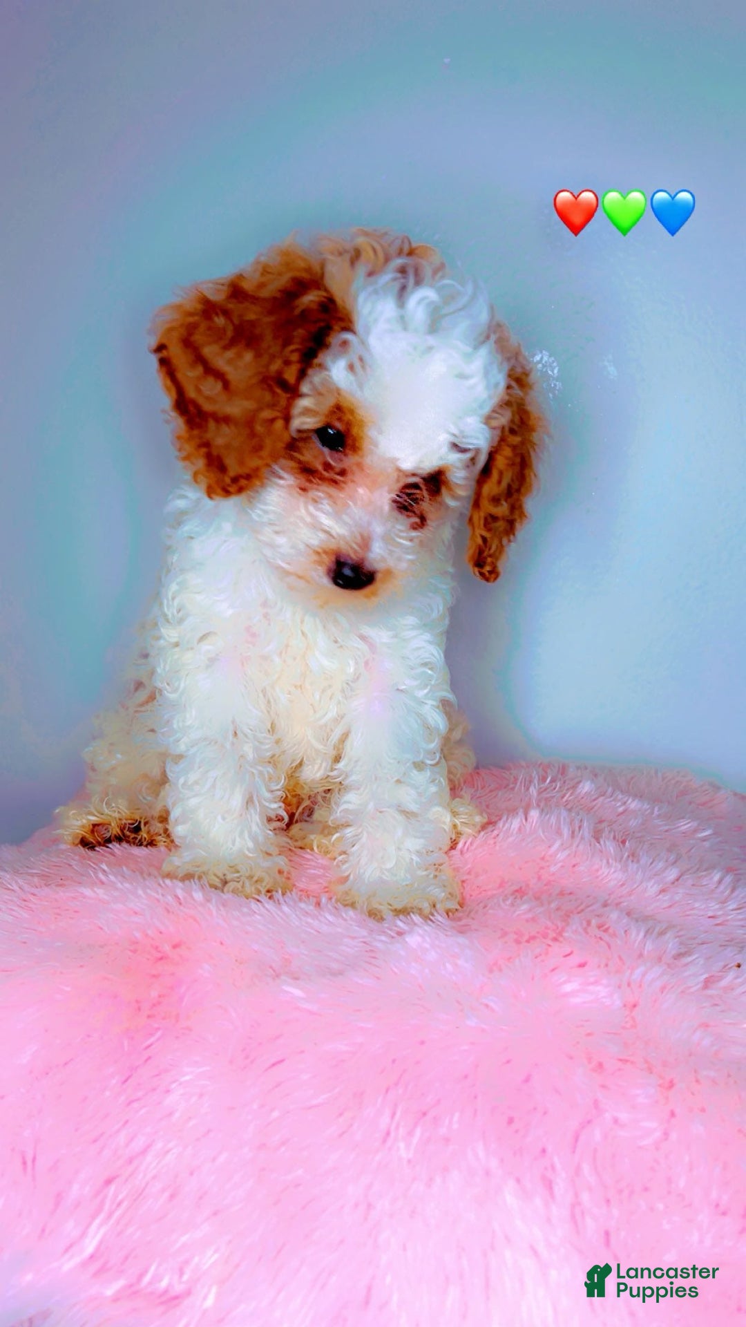 Miniature Poodle dogs for sale: Teddy Riley - Image 1