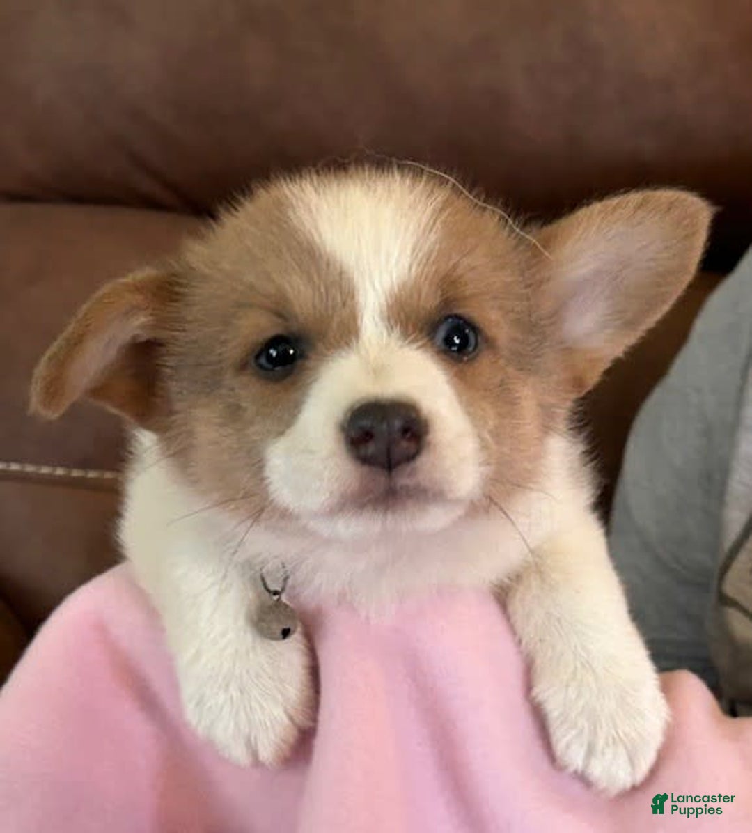 Welsh Corgi Pembroke dogs for sale: Purple Collar Girl - Image 1