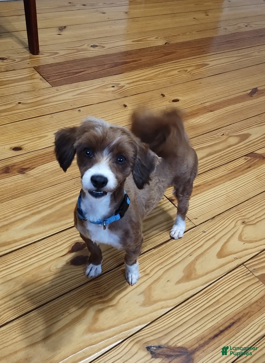 Havanese dogs for sale: Dylan - Image 10