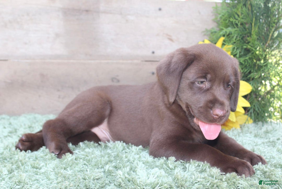 Labrador Retriever dogs for sale: Remington - Image 5