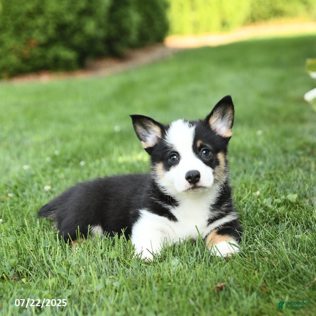 Welsh Corgi Pembroke dogs for sale: Freddie - Image 2
