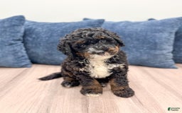 Mini Bernedoodle dogs for sale: Diego - Image 3
