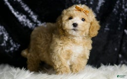 Maltipoo dogs for sale: Hazel - Image 4