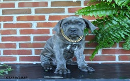 Cane Corso dogs for sale: Lilac - Image 2
