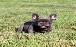 French Bulldog dogs for sale: Baxter - Image 3
