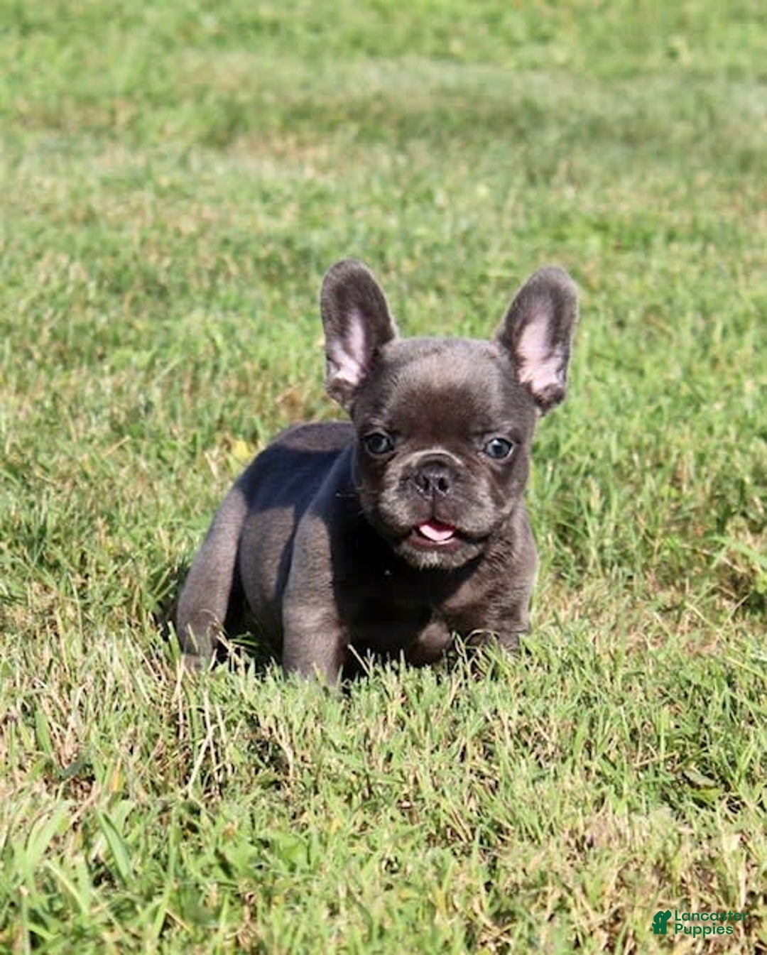 French Bulldog dogs for sale: Baxter - Image 3