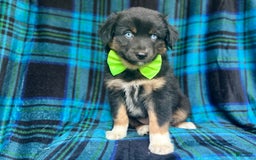 Miniature Australian Shepherd dogs for sale: Moose - Image 2