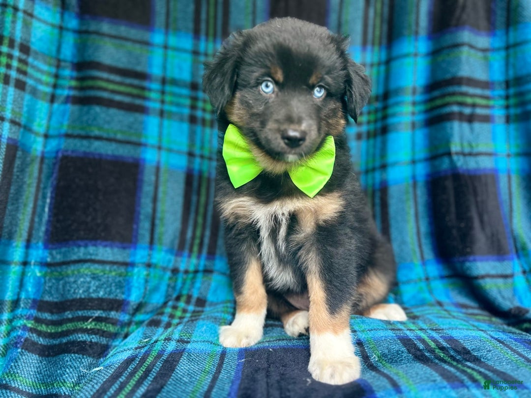 Miniature Australian Shepherd dogs for sale: Moose - Image 2