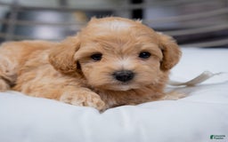 Maltipoo dogs for sale: Vincent - Image 1