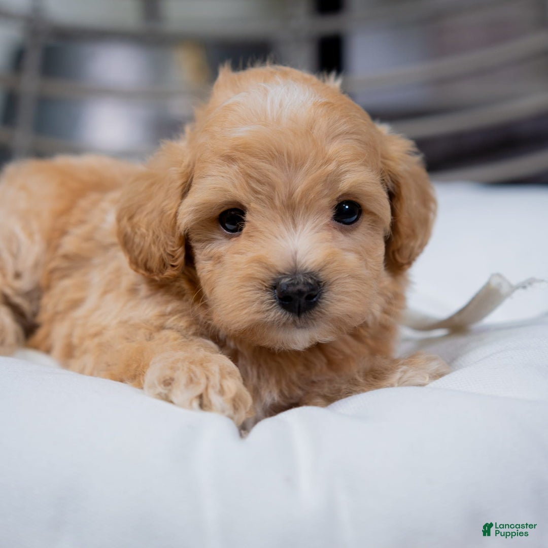 Maltipoo dogs for sale: Vincent - Image 1