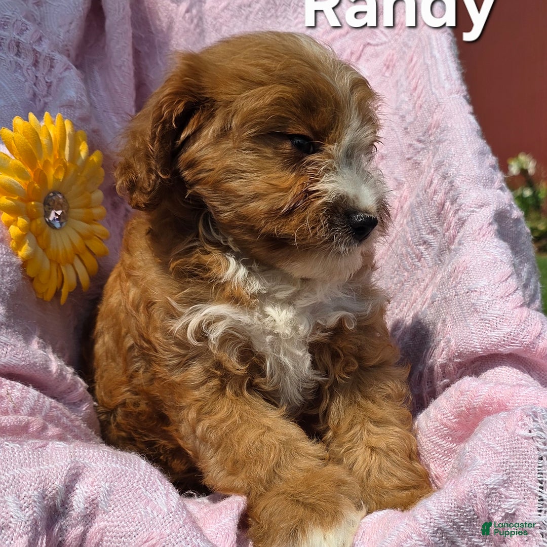 Cavapoo dogs for sale: Randy - Image 3