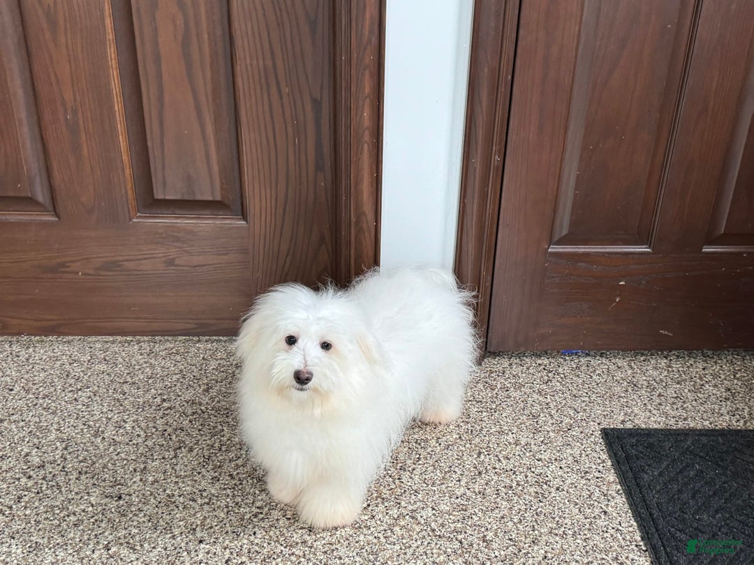 Coton De Tulear dogs for sale: Jj - Image 8