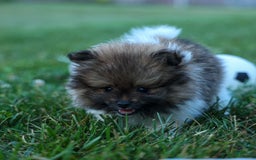 Pomeranian dogs for sale: Bobby - Image 23