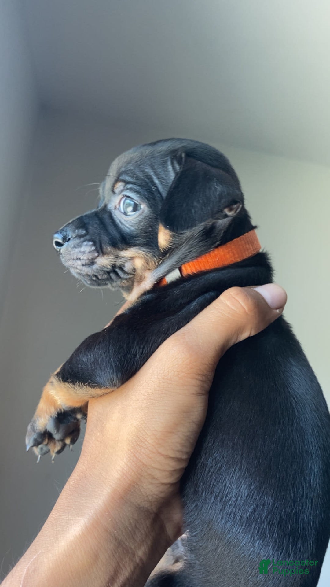 Dachshund dogs for sale: Naruto - Image 3