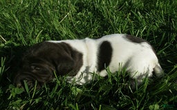 German Shorthaired Pointer dogs for sale: Marko - Image 3