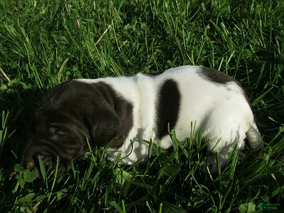 German Shorthaired Pointer dogs for sale: Marko - Image 3