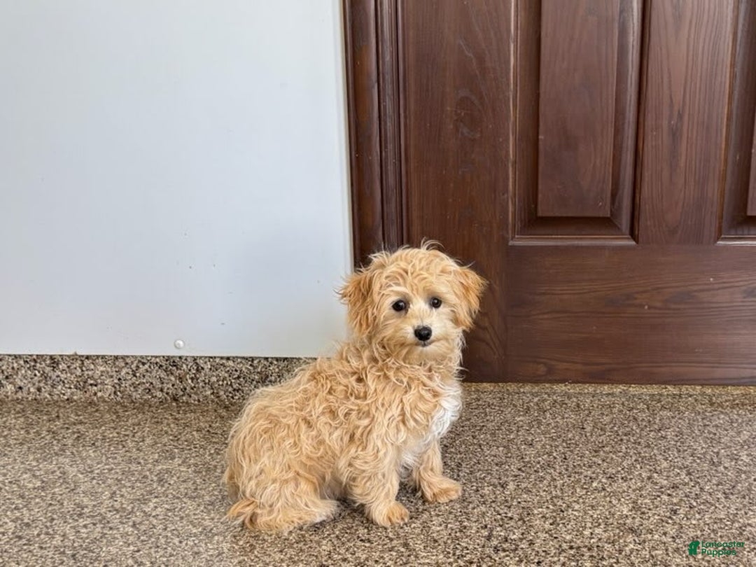 Maltipoo dogs for sale: Robbie - Image 7